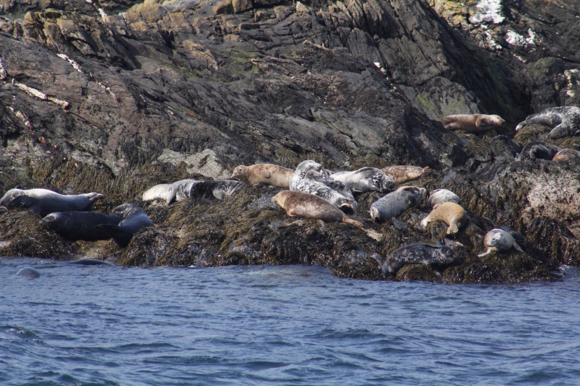 Seals on Calf of Man, from Isle of Man